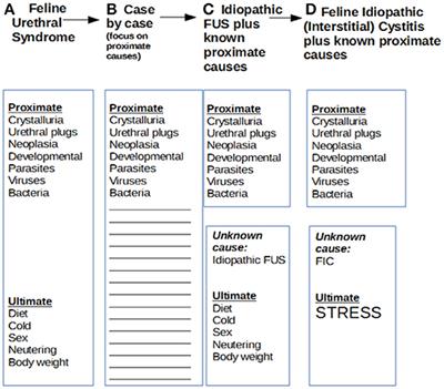 Resurrecting FUS: Adrenal Androgens as an Ultimate Cause of Hematuria, Periuria, Pollakuria, Stranguria, Urolithiasis and Obstruction in Neutered Cats